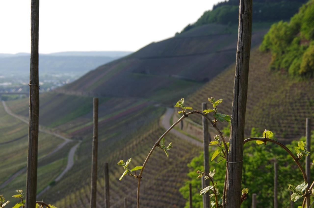 ホテル Weingut Weich Riol エクステリア 写真