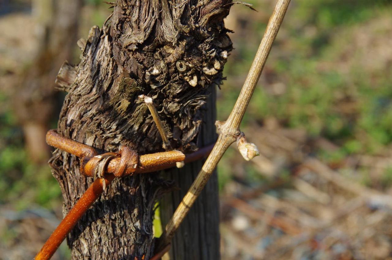 ホテル Weingut Weich Riol エクステリア 写真
